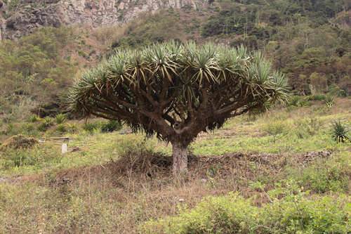 Dracaena caboverdeana, photograph 2