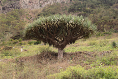 Dracaena caboverdeana, photograph Tero Linjama, CC0, iNaturalist via GBIF