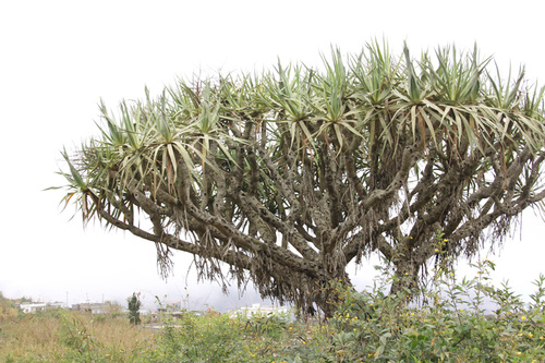 Dracaena caboverdeana, photograph 1