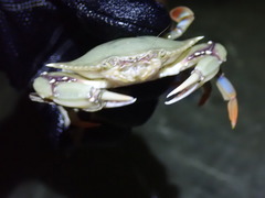 Callinectes ornatus