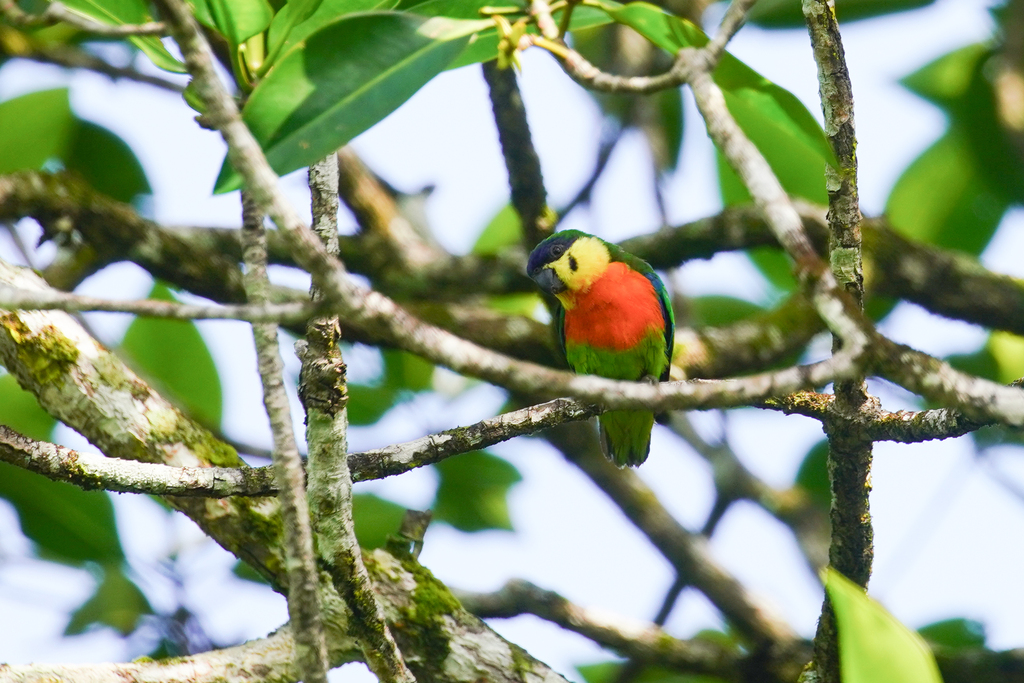 Blue-fronted Fig-Parrot photo