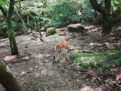 Cervus nippon
