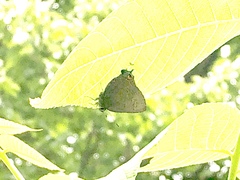Satyrium calanus