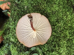 Marasmius cladophyllus