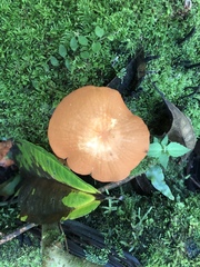 Marasmius cladophyllus
