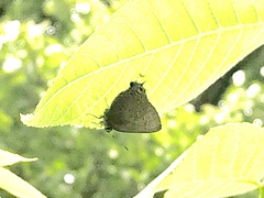 Satyrium calanus