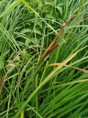 Carex acuta