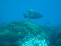 Mycteroperca rosacea