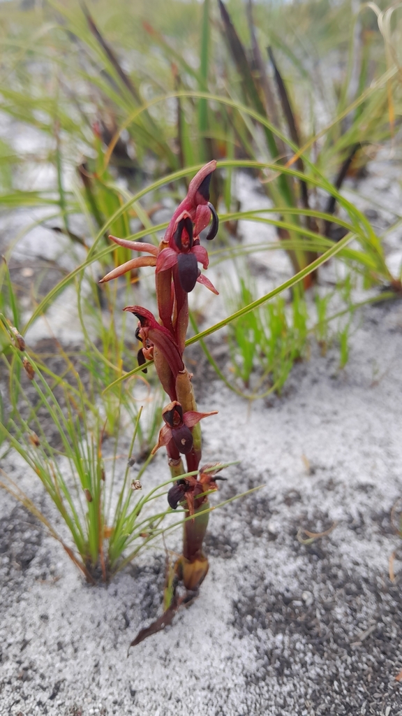 Disa atrorubens