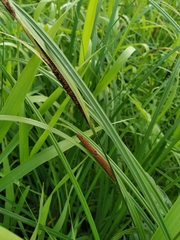 Carex acuta
