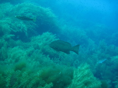 Mycteroperca rosacea