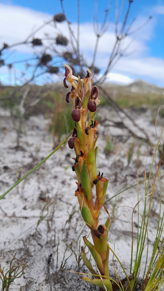 Disa rufescens