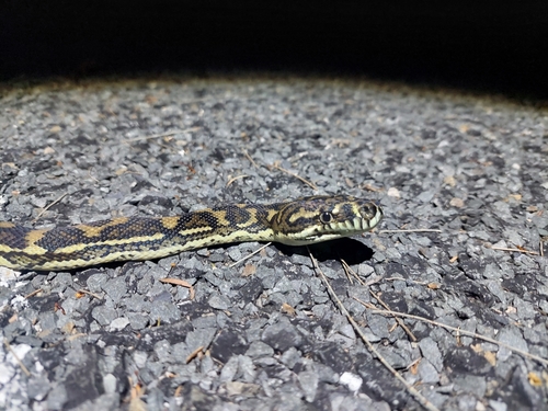 Coastal Carpet Python sighting