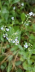 Myosotis