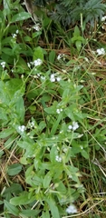 Myosotis