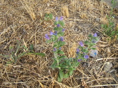 Echium vulgare