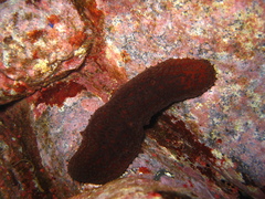 Actinopoda