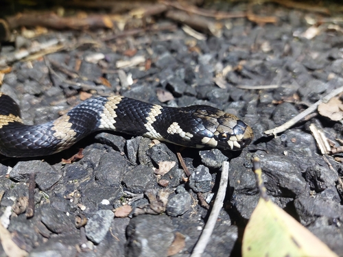 Stephens' Banded Snake sighting