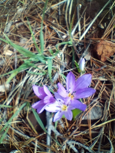 Image of Colchicum cupanii by no rights reserved