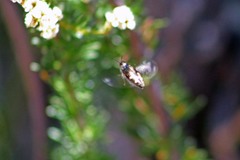 Acmaeodera prorsa