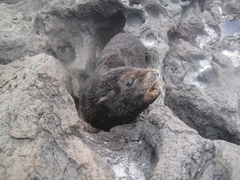 Arctocephalus townsendi