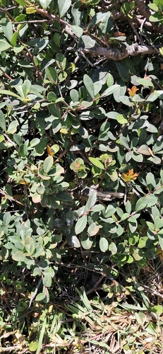 Image of Putterlickia pyracantha by (c) magriet b, some rights reserved (CC BY-SA)