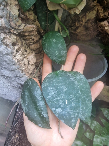 Hoya caudata Hook.f.