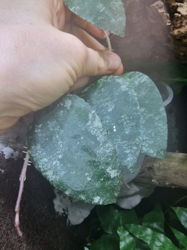 Hoya caudata Hook.f. 2