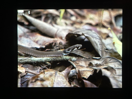 Tropidonophis picturatus, 2024-10-20