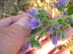 Echium vulgare