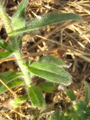Echium vulgare