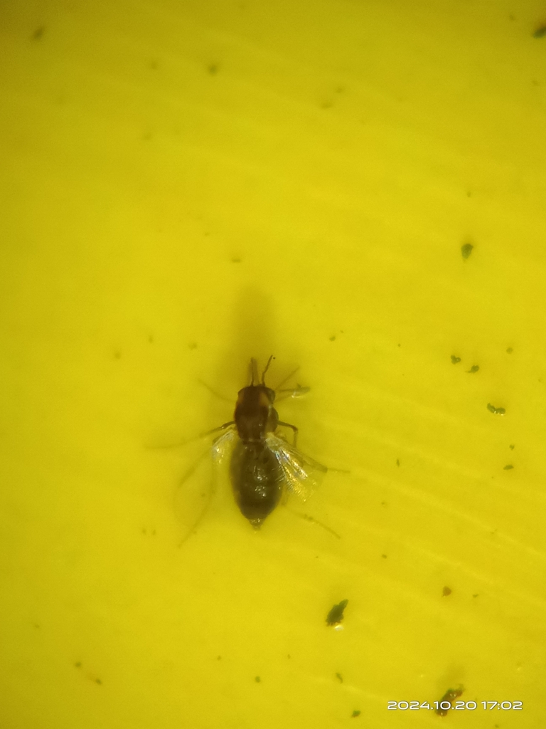 Insects from Kaohsiung, TW-KH, TW on October 20, 2024 at 05:03 PM by ...