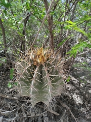 Astrophytum ornatum
