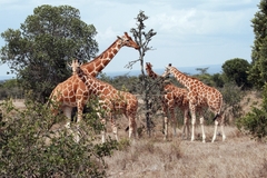 Giraffa camelopardalis reticulata