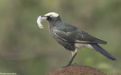 White-Crowned Starling photo 1