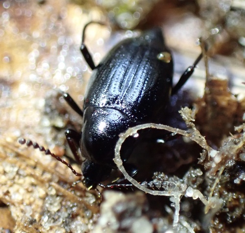 Scaphium immaculatum