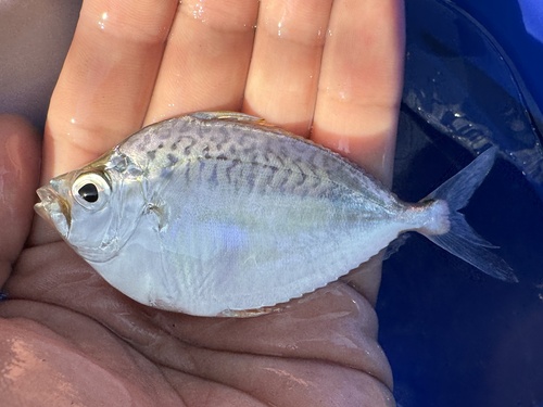 Ponyfish (Leiognathus brevirostris) — Leiognathidae — 4