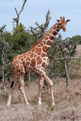 Giraffa camelopardalis reticulata