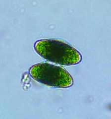 Staurastrum punctulatum