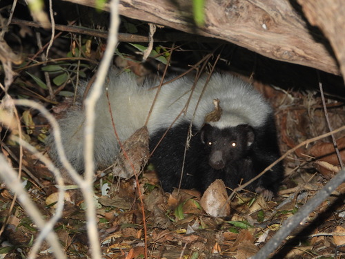 American Hog-nosed Skunk, photo 2 of 10