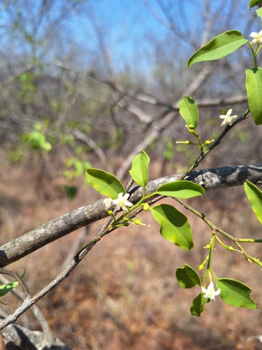 Foto de Azeitona-do-mato