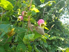 Clematis glaucophylla