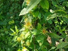 Clematis glaucophylla