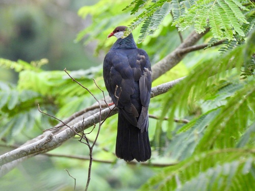 Metallic Pigeon (Columba vitiensis), photo 6