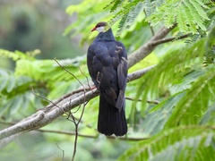 Metallic Pigeon photo 4