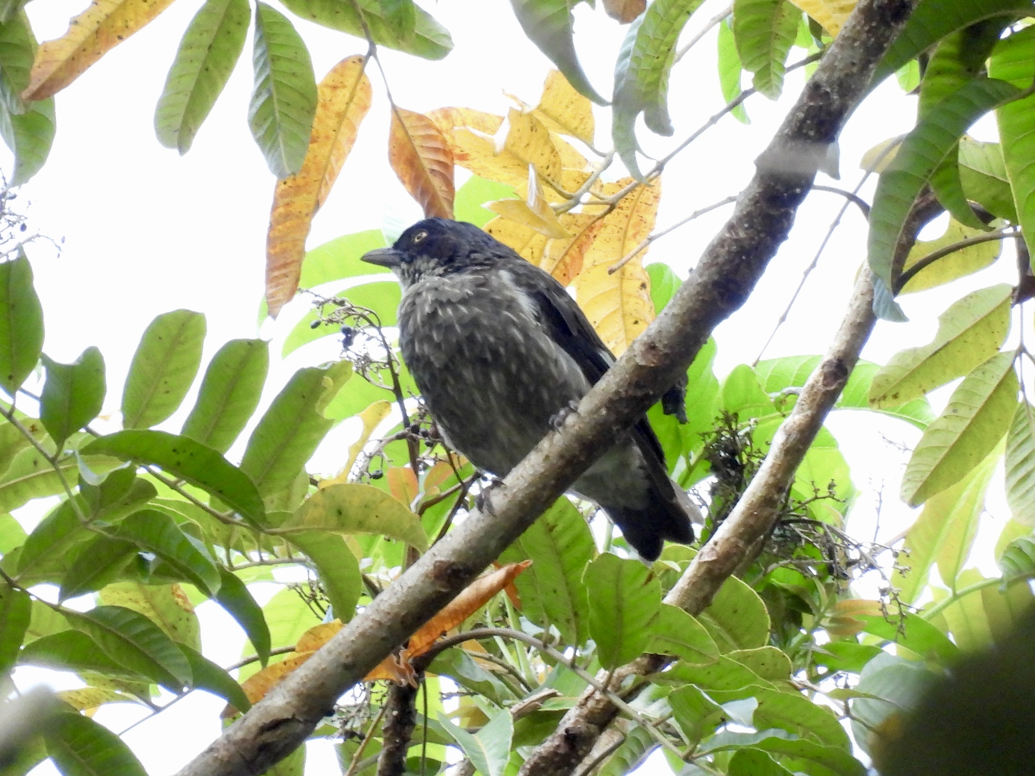Polynesian Starling (Aplonis tabuensis), photo 4