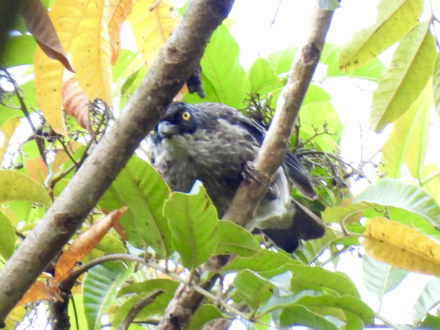 Polynesian Starling (Aplonis tabuensis), photo 5