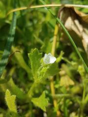 Nemophila parviflora