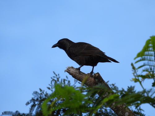 Samoan Starling (Aplonis atrifusca), photo 8
