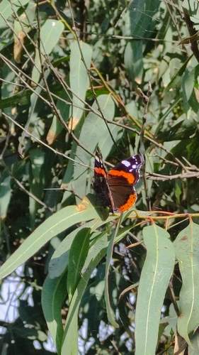 Red Admiral